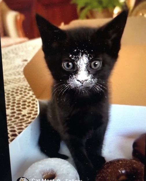 Kitten in the powdered sugar Click here too see