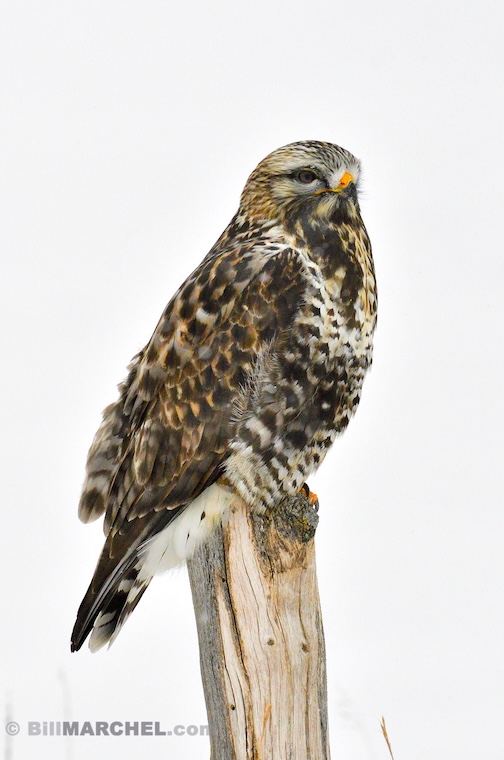 Rough-legged Hawk hunting in winter by Bill Marchel.