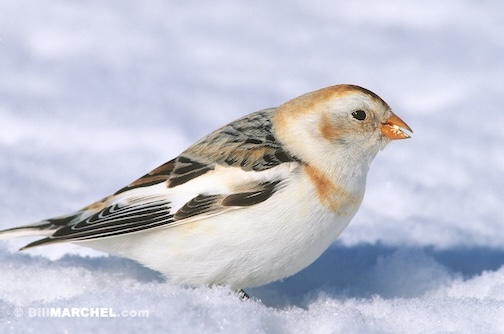Snow Bunting by Bill Marchel.