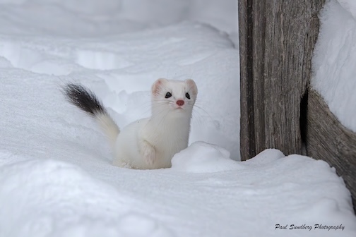 The elusive ermine cutie by Paul Sundberg.