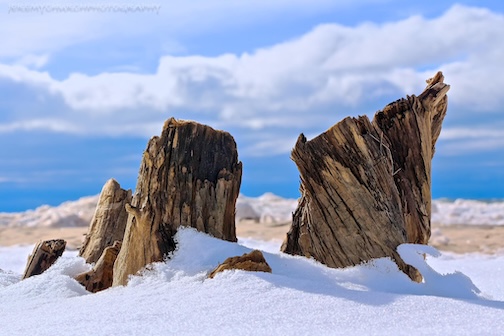 Winter Wood by Jeremy Church.