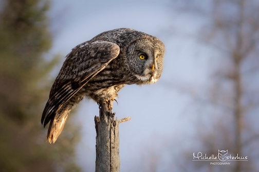 he Great Grey Owl ready for its prey by he Great Grey Owl ready for its prey Michelle Osterhus Photography.