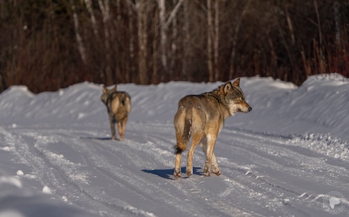 A fun encounter in the Northwoods by Doug Cottrell.