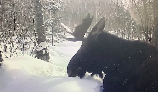 A winter drink by Dave Sherva.