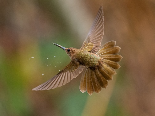 Bronze Inca Hummingbird, Colombia, by John Heino.