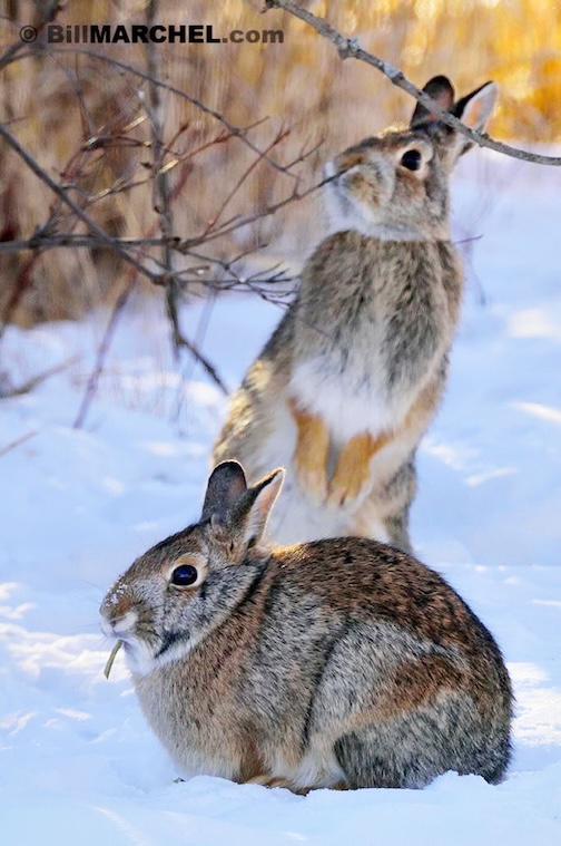 Cottontail rabbits in the winter wood sby Bill Marchell.