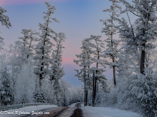 Frosty morning at the Gunflint pines by Don Davison..