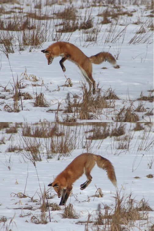 Gotcha! by Stephanie Loeffler.