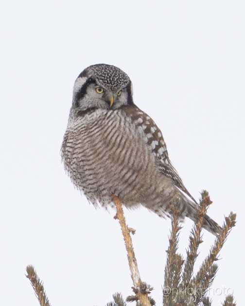 In Minneota 4 by Nathan Klok.