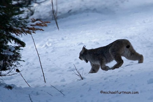 Like this lynx, I just want to pad my way into the forest and have it close behind me by Michael Furtman.