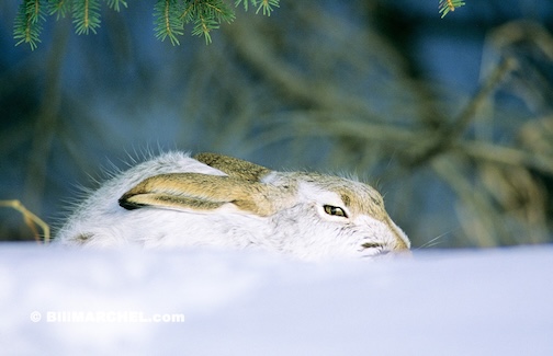 Maybe not a sweet heart by Bil Marchel.