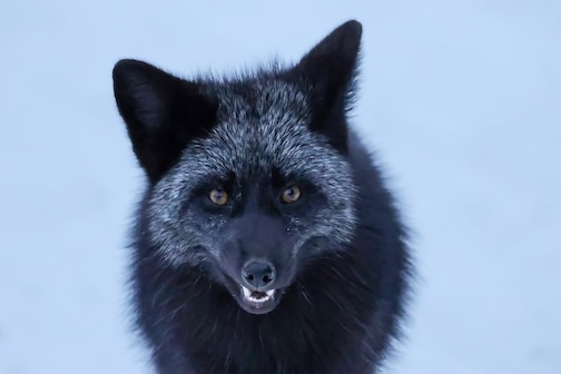 Moonshadow by Chris Artist.