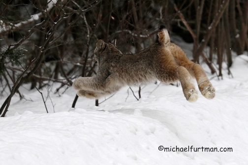 My, what big feet you have by Michael Furtman.