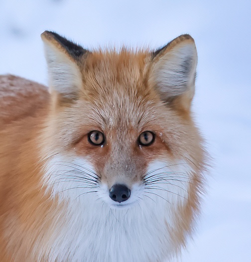 White Sox by Chris Artist.