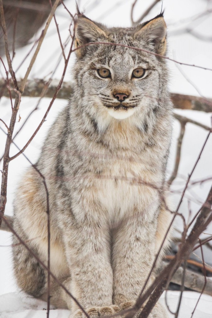 A busy time of year by Thomas Spence.
