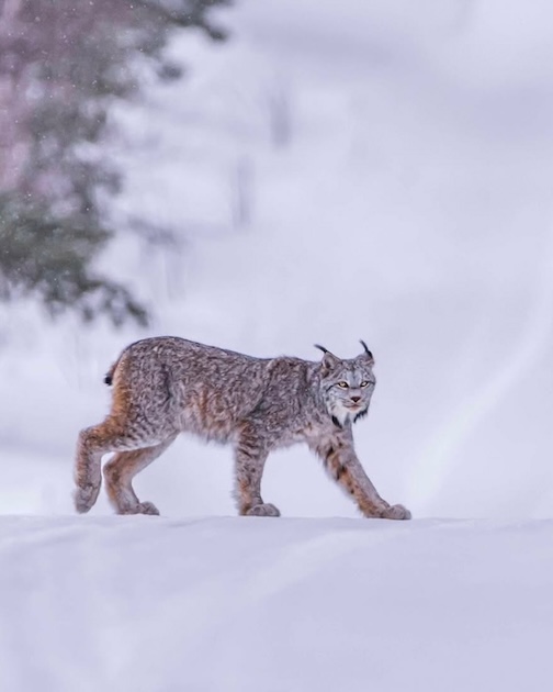 A good-morning Lynx by David Johnson.