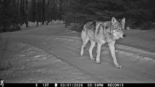 A Wolf in the UP by Bill Joyce-Zegler.