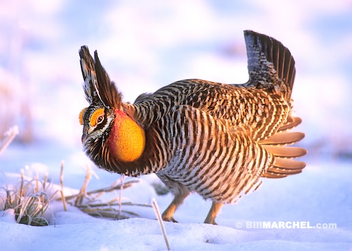 A male Greater Prairie Chicken by Bill Marchel.