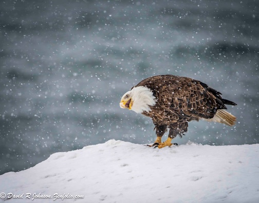 An adult eagle in a snowstorm by David Johnson.