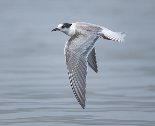 Arctic Tern at the Salish Sea by John Cannell.
