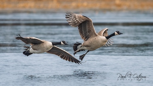 Arriving home together by Paul Ostrum.