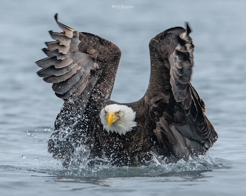 Bald Eagle fishing for herring. Salish Sea at the border by John Cannell.