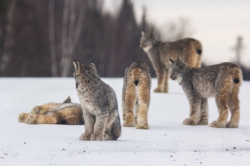 Canada Lynx kittens in 2025 by Thomas Spense.
