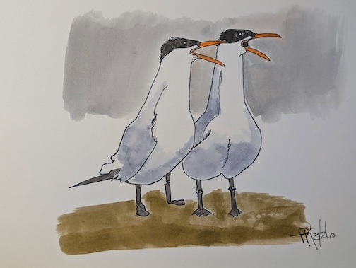 Caspian Terns, Ink on watercolor paper by Ralph Keating.