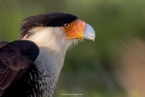 Crested Caracara by Heidi Pinkerton.