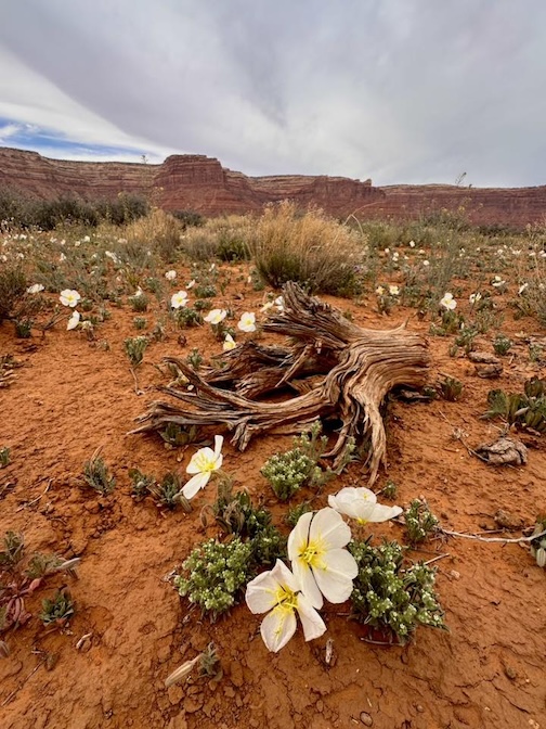 Desert blooms by John Gregor.