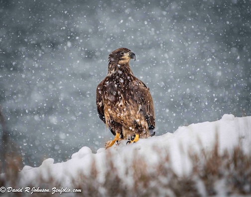 A youngster in a snowstorm by David Johnson.