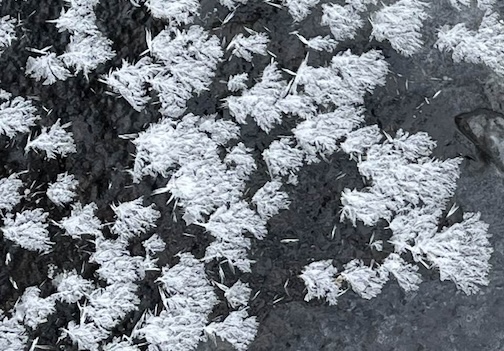 Frost Flowers by Sam Cook.