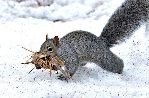 Getting the nest ready by Bill Marchel.