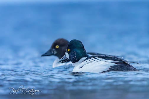 Goldeneyes by Paul Osrum.