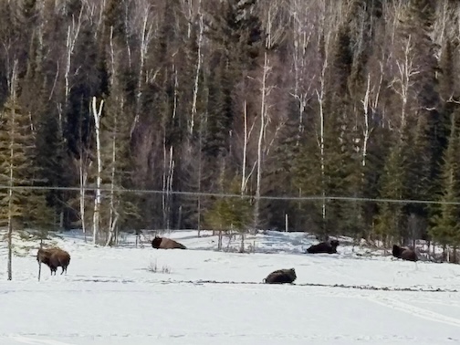 Grand Portage Bison by Trish Farncis.