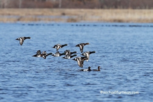 Greater scaup by Michael Furtman.