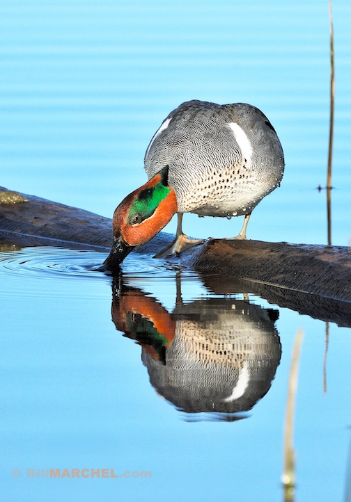 Green-winged Teal by Bill Marchel.