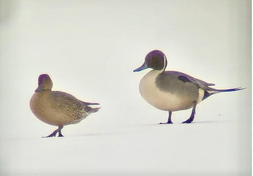 Graounded by the fog by Dale Johnson.