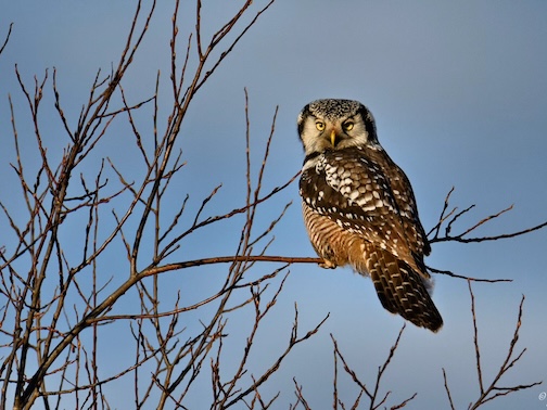 Hawk Owl by Jill Lovro Beim.