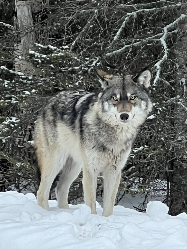 In Hovland, courtesy of Cindy Parks.