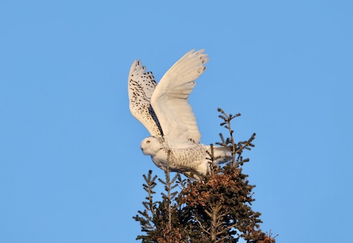 It's time for me to fly by Tim Mlodozyniec.