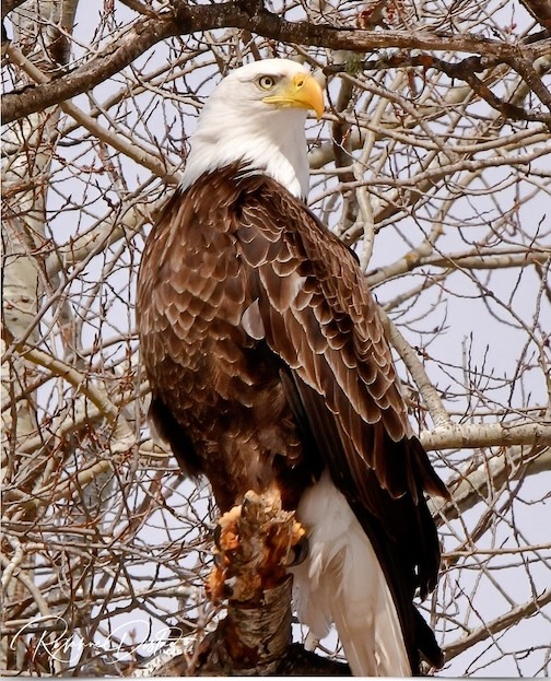 Keeping Watch by Roxanne Distad.