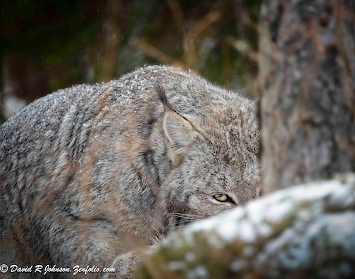 Keeping an eye on me by David Johnson.