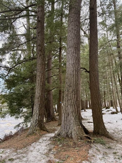 Late Spring by Susanne von Schroeder.