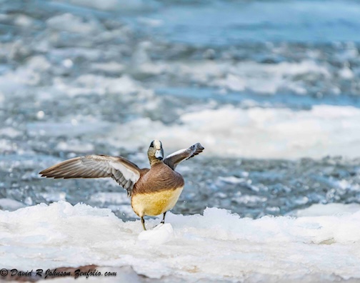 Male American Widgeon in the Grand Marais harbor by David Johnson.
