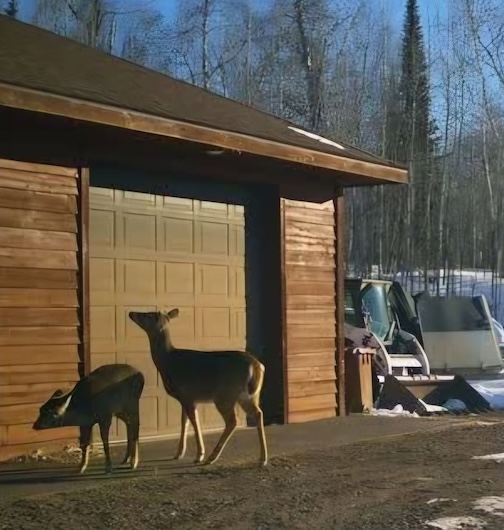 Mama is trying to figure out the garage door security code to get to the deer feed. by Donna Lunke.