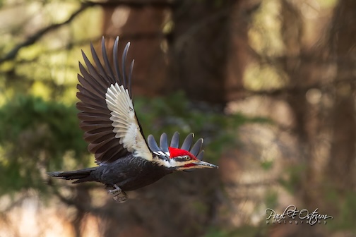 Pileated in flight by Paul Ostrum.