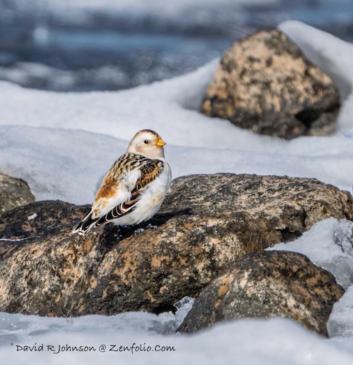 Signs of Spring by David Johnson.