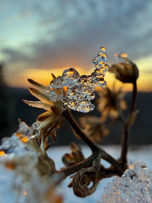 Sunset ice on an aster on Oberg Mountain by Lori Erickson.