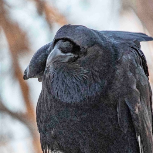 The Raven by Chris Artist.